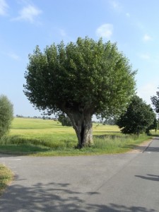 Boiensdorf - Landschaft 1